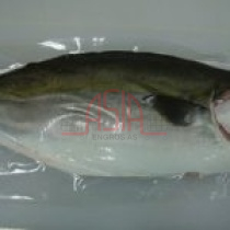 Frozen HAMACHI FILLET Kingfish
